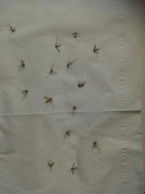 爆料大蚊子的视频大全播放,惊悚瞬间直击眼球 第2张 爆料大蚊子的视频大全播放,惊悚瞬间直击眼球 第2张